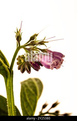 Bee friendly and Traditional medicine Comfrey (Symphytum officinale) flowers in close up.depiction, natural, distinct, freedom, symbolism Stock Photo