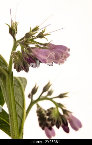 Bee friendly and Traditional medicine Comfrey (Symphytum officinale) flowers in close up.depiction, natural, distinct, freedom, symbolism Stock Photo