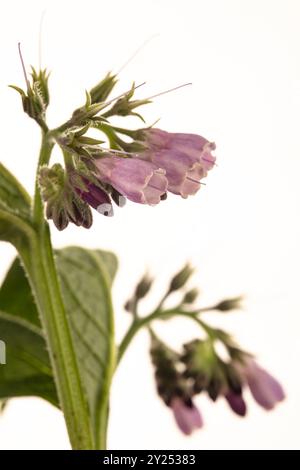 Bee friendly and Traditional medicine Comfrey (Symphytum officinale) flowers in close up.depiction, natural, distinct, freedom, symbolism Stock Photo