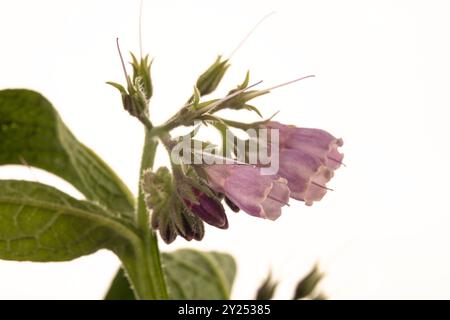 Bee friendly and Traditional medicine Comfrey (Symphytum officinale) flowers in close up.depiction, natural, distinct, freedom, symbolism Stock Photo