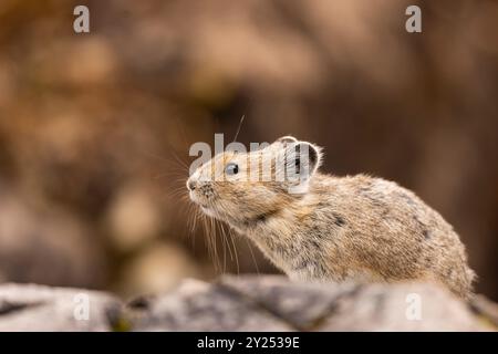 Close up of a Pika, Stock Photo