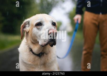Dog walk in rain. Pet owner holding wet labrador retriever on leash. Stock Photo