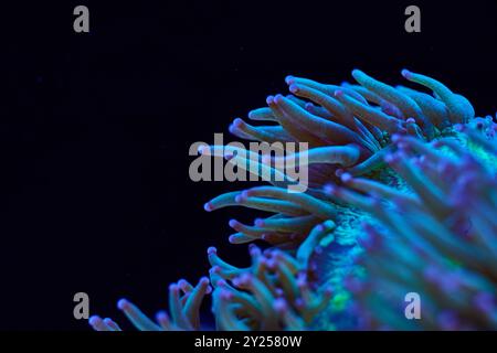 marine coral LPS Catalaphyllia jardinei. High quality photo, coral reef concept Stock Photo