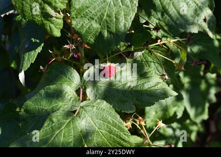 One raspberry growing on a raspberry shrub Stock Photo