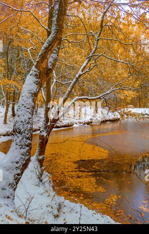 First snow and golden colored trees by pond in fall. Stock Photo
