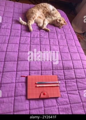 Vertical Directly Above Shot of a Vibrant Pink Eco-Leather Notebook, Pen, and a Beige Cat on a Purple Blanket Stock Photo