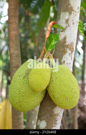 India, Kerala, Allappey, Durian grows on tree Stock Photo