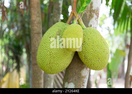 India, Kerela, Allappey, Durian grows on tree Stock Photo