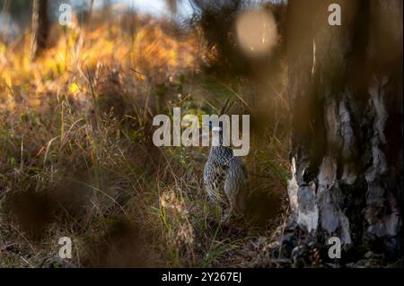 koklass pheasant or Pucrasia macrolopha closeup or portrait high altitude bird in natural green background at foothills of himalaya during winter wild Stock Photo