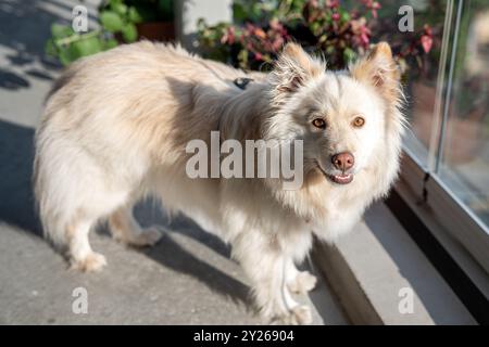 Finnish Lapphund or Finnish Lapponian Dog is medium sized Spitz type of dog often used for herding reindeer. Its is easy going and friendly. Stock Photo