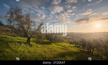 Olive grove in Alta Maremma. Panoramic landscape in Casale Marittimo. Sea on the horizon. Casale Marittimo, province of Pisa, Tuscany region, Italy Eu Stock Photo