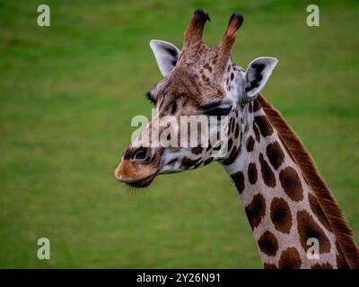 The giraffe is a large African hoofed mammal belonging to the genus Giraffa. Headshot of a smug-looking animal. Stock Photo