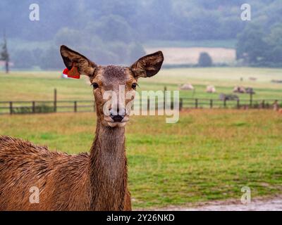 Female Red Deer with ear tag in the Wiltshire Countryside damp from the rain on a misty morning. Stock Photo