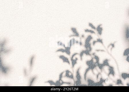 Abstract plant shadows on a white wall background. Trendy monochrome backdrop. Stock Photo