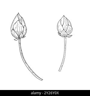 Lotus buds vector isolated illustration clip art on white background. Monochrome water lily flower hand drawn line art black ink sketch. Stock Vector