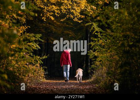 Man with dog walking in autumn forest. Rear view of pet owner with labrador retriever on footpath in woodland. Stock Photo