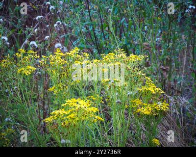 Common Ragwort, Senecio jacobaea growing in Essex, England Stock Photo