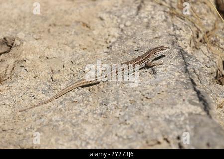 Common Wall Lizard - Podarcis muralis in Spain Stock Photo