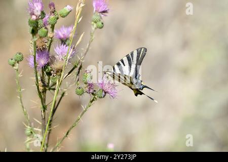 Iberian Scarce Swallowtail or Southern Scarce Swallowtail - Iphiclides feisthamelii on purple flowers Stock Photo