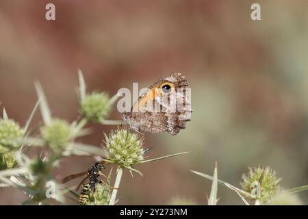 Southern Gatekeeper Butterfly, female - Pyronia cecilia Stock Photo