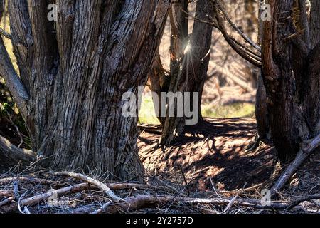 Forest area with dappled light at Pheiffer beach in Big Sur, California Stock Photo