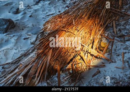 Drift Wood in dappled light at Phieffer State Beach in Big Sur, California USA. Stock Photo