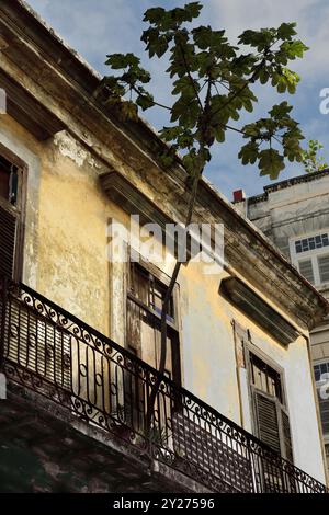 699 Narrow-long balcony with plantpots on a Colonial style house chipped facade, Cecropia plant jutting over the Brasil Street space. Havana-Cuba. Stock Photo