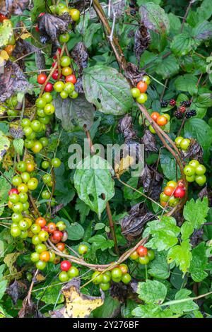 Colourful berries of black bryony (Tamus communis), a climbing plant, in Autumn or September, Hampshire, England, UK Stock Photo