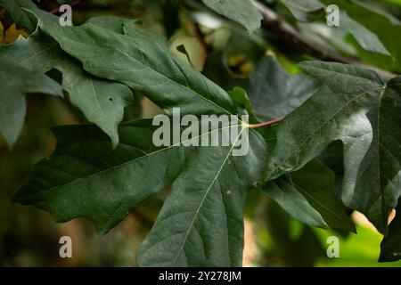 Close up of a Maple Leaf in a tree. Green leafy background. Stock Photo