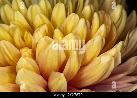 Full frame close up artsy, whimsical, soft, yellow dahlia flower petals with selective focus. Background texture. Stock Photo