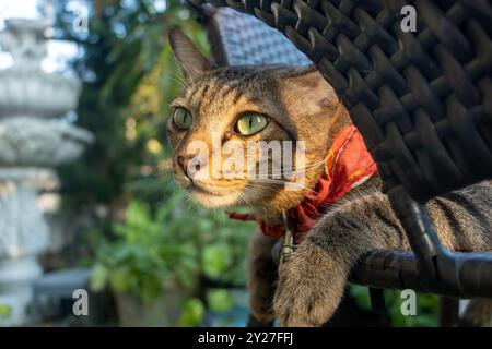 A cat relaxes on a garden chair Stock Photo