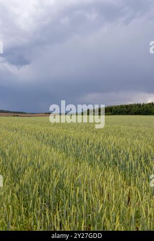 wheat field after a thunderstorm , cloudy weather in a field with wheat Stock Photo