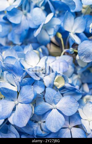 Close-up of delicate blue hydrangea flowers in full bloom Stock Photo