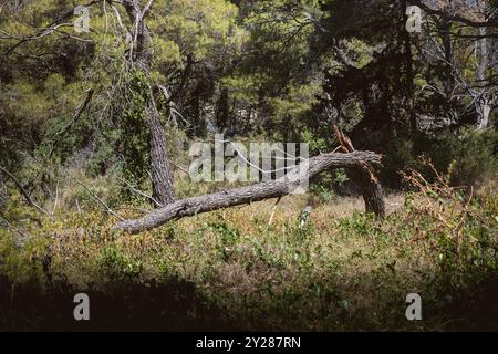 Broken pine tree, lying on the ground in the dense forest on Rogoznica peninsula, Croatia Stock Photo