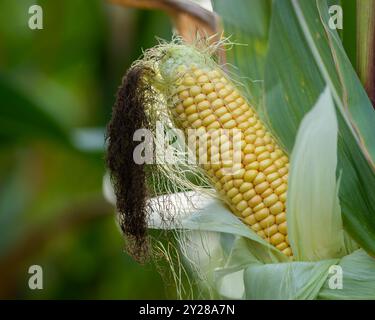 Close-up corn cob in corn plantation field. Fresh yellow organic corn pod. Maize production is used for ethanol animal feed and other such as starch Stock Photo