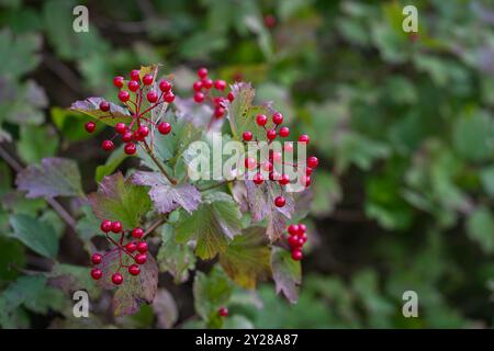 Guelder rose (viburnum opulus) berries and leaves outdoor in autumn. Red viburnum berries on branch in the fall garden. Bunch of red viburnum berries Stock Photo