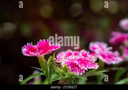 Dew drops on vivid dianthus closeup with limited focus Stock Photo