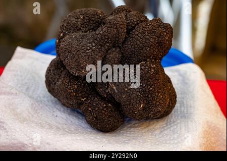 Winter truffle fair in Sarlat-le-Caneda, Perigord Noir, Dordogne, one huge black winter truffle, tasty aromatic expensive mushroom Stock Photo