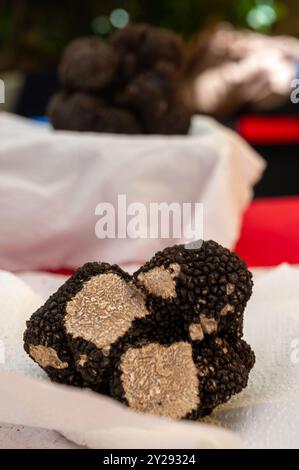 Winter truffle fair in Sarlat-le-Caneda, Perigord Noir, Dordogne, one huge black winter truffle, tasty aromatic expensive mushroom Stock Photo