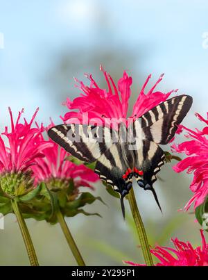 Macro of a zebra / kite butterfly (eurytides marcellus) feeding on bee balm / monarda flowers - top view with wings open Stock Photo