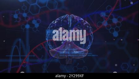 Image of scientific data processing over human brain and dna strand on dark background Stock Photo