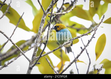 Small colorful Gilt-edged tanager perched on a tiny branch against leafy background, Caraca natural park, Minas Gerais, Brazil, South America Stock Photo