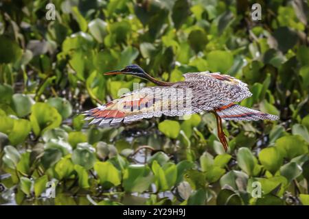 Side view of beautiful Sunbittern in flight against green background with wonderful patterned spread wings, Pantanal Wetlands, Mato Grosso, Brazil, So Stock Photo