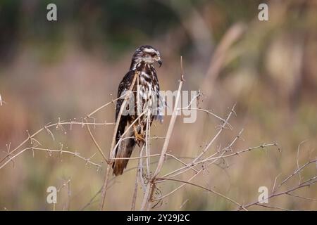Side view of a Snail Kite perching on a tiny branch against defocused background, Pantanal Wetlands, Mato Grosso, Brazil, South America Stock Photo