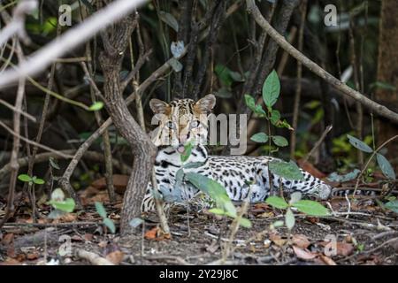 Young Ocelot resting in the undergrowth at a river edge, facing camera, Pantanal Wetlands, Mato Grosso, Brazil, South America Stock Photo