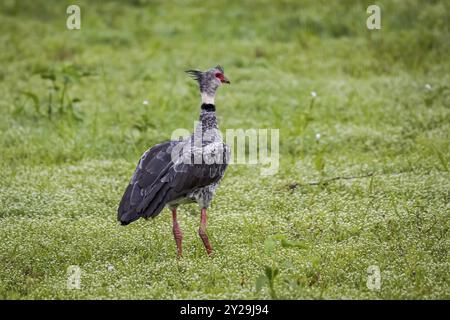 Beautiful Southern Screamer on a lush green meadow from the back, Pantanal Wetlands, Mato Grosso, Brazil, South America Stock Photo