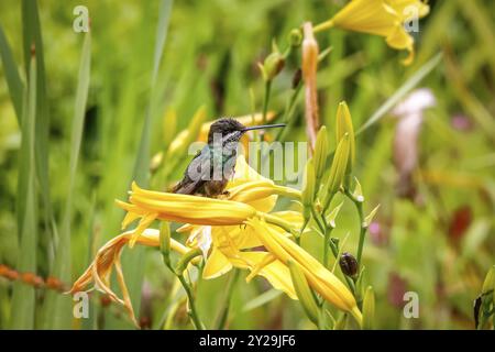 Beautiful small Stripe-breasted star throat perched on a yellow flower, Caraca natural park, Minas Gerais, Brazil, South America Stock Photo