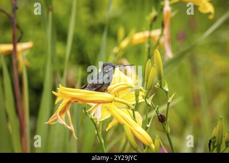 Beautiful small Stripe-breasted star throat perched on a yellow flower, Caraca natural park, Minas Gerais, Brazil, South America Stock Photo