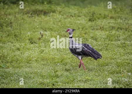 Beautiful Southern Screamer on a lush green meadow, Pantanal Wetlands, Mato Grosso, Brazil, South America Stock Photo