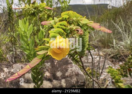 Close-up of a yellow blossom hanging on wonderful fan-shaped leaves, Biribiri State Park, Minas Gerais, Brazil, South America Stock Photo